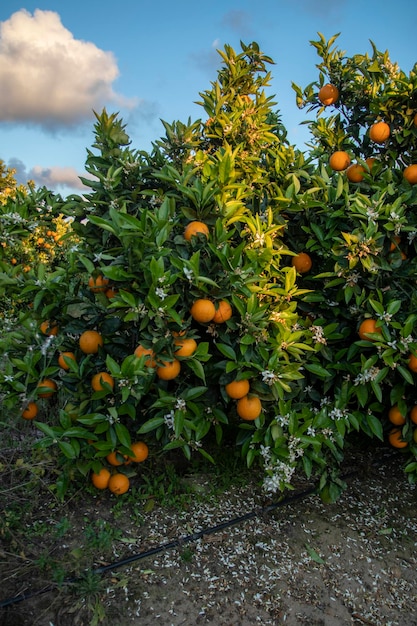 Fattoria di piantagioni di agrumi e arance situata nella provincia di huelva spagna