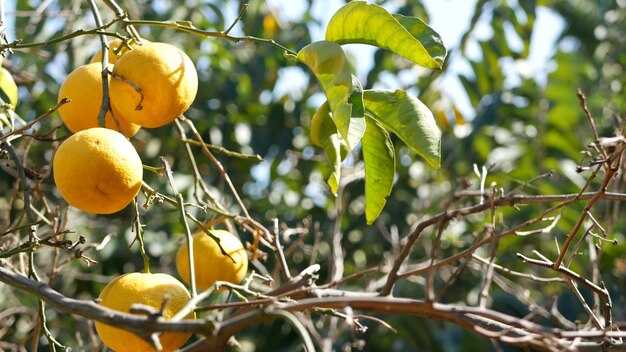木の上の柑橘類のオレンジ色の果実、カリフォルニア州米国。春の庭、アメリカの地元の農業農場のプランテーション、ホームステッド園芸。ジューシーな新鮮な葉、枝にエキゾチックな熱帯の収穫。春の太陽。