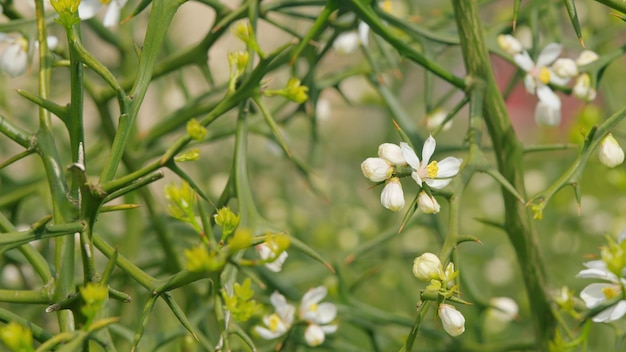 ジュース (Citrus poncyrus trifoliata) は中国のオレンジの樹木で三葉の樹木を育てている