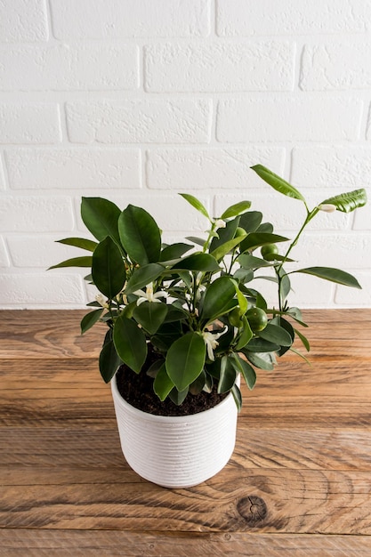 Citrus tangerine mini boom in een witte keramische pot op een houten tafel tegen een witte bakstenen muur een modetrend in het interieur