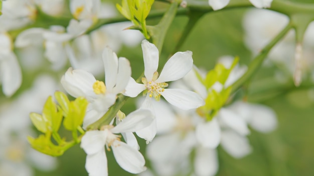 시트러스 트리폴리아타 (Citrus trifoliata) 또는 폰시루스 트리플리아타 (Poncyrus trifoliata), 꽃이 피는 생생한 자연