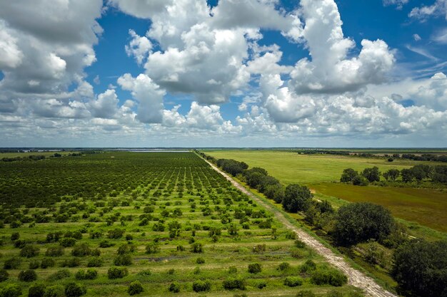 Citrusbossen met rijen sinaasappelbomen op een zonnige dag in het platteland van Florida