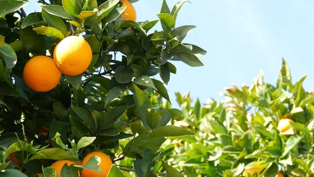 Citrusvruchten op boom, Californië de V.S. Lentetuin, Amerikaanse lokale agrarische boerderijplantage, hoevetuinbouw. Sappige verse bladeren, exotische tropische oogst op tak. Lente hemel.