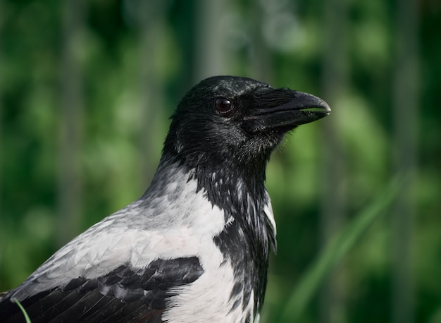 City crow on the lawn in the park in the green grass