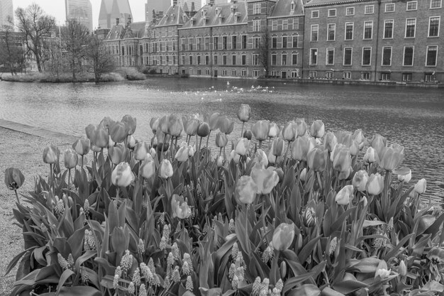 Photo the city of den haag in the netherlands