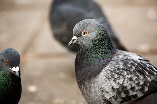 City doves or City pigeons crowd streets and public squares