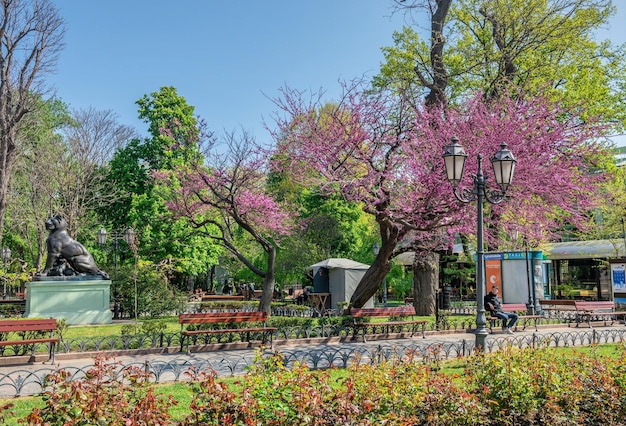 City garden in Odessa during the war in Ukraine