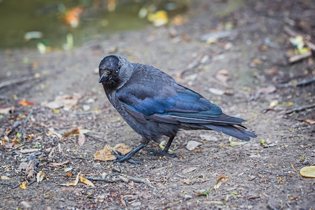 City jackdaw with ragged tail stepping on a piece of bread