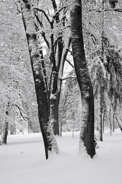 City park after snowfall. Graphic black and white image of the w