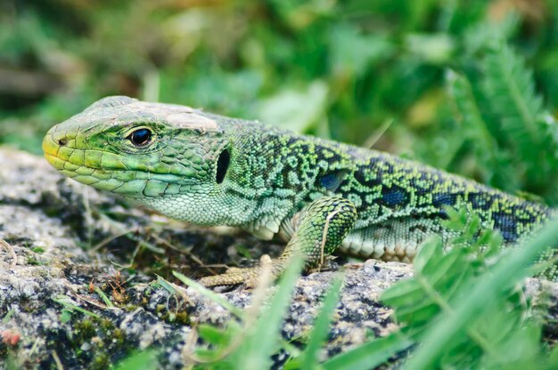 City Park Chameleon