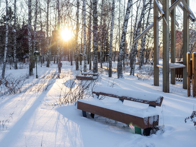 写真 冬の都市公園 白樺林のベンチ