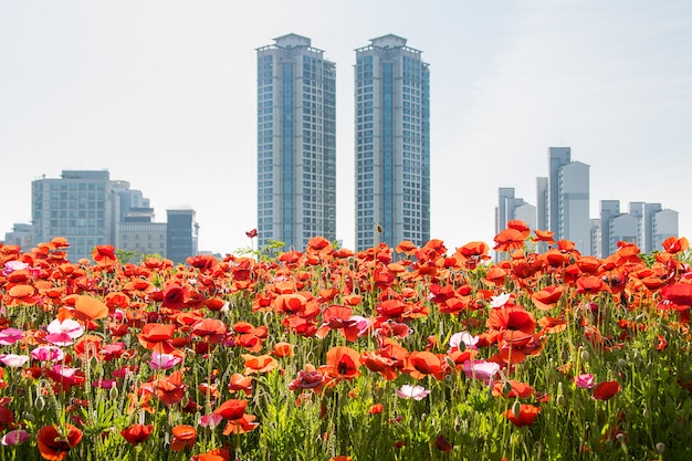 Photo a city park and poppy