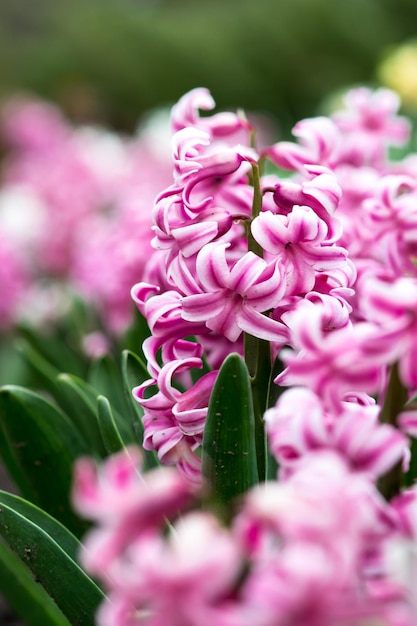 City Park in spring Pink hyacinths closeup Spring postcard