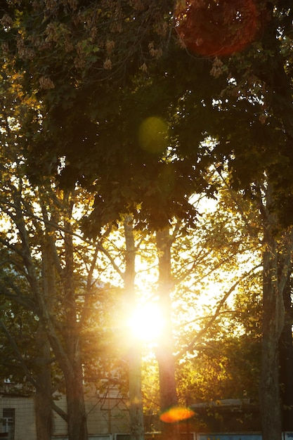 City park with trees at sunset light