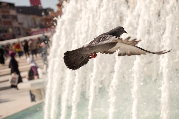 City pigeon by the side of fountain