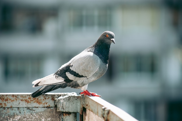 街の鳩が通りの柵に座っている