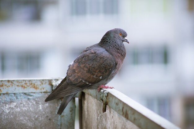 街の鳩が通りの柵に座っている