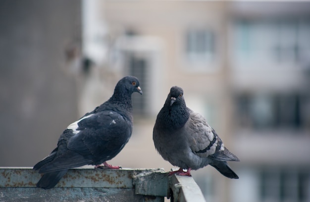 街の鳩が通りの柵に座っている