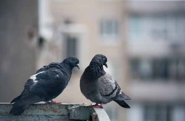 街の鳩が通りの柵に座っている