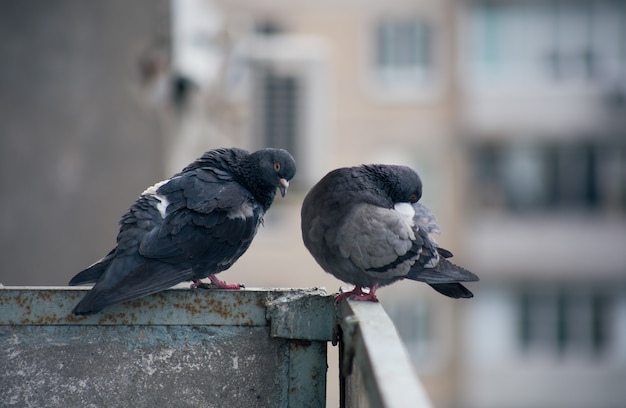 街の鳩が通りの柵に座っている