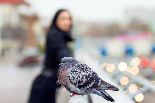 The city pigeon sits on the parapet the city and people