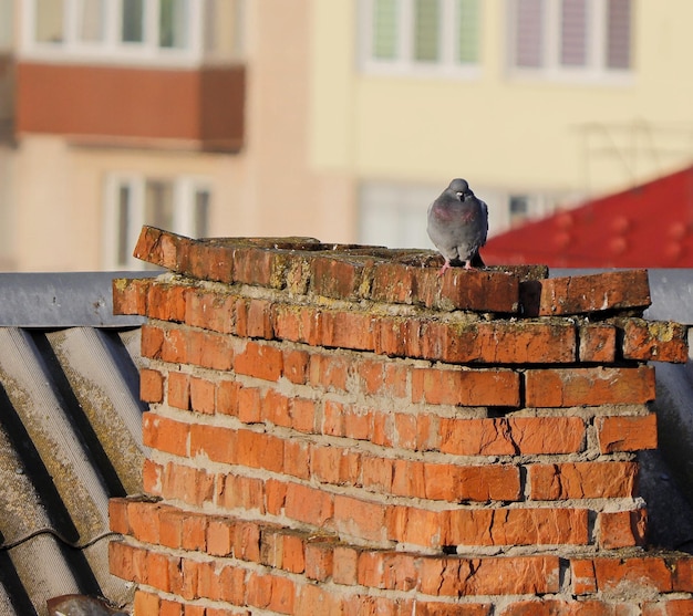 City pigeons bask in the sun on the roof