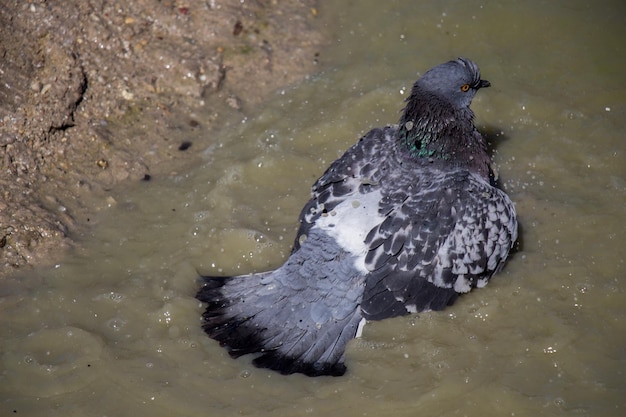 City pigeons bath in the muddy water