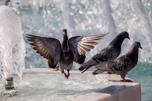 City pigeons by the side of fountain