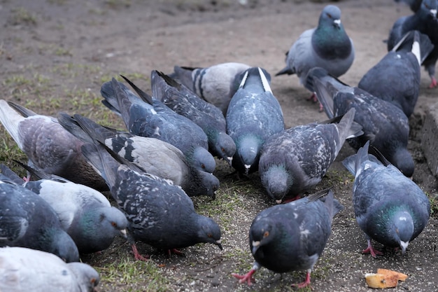 City pigeons closeup