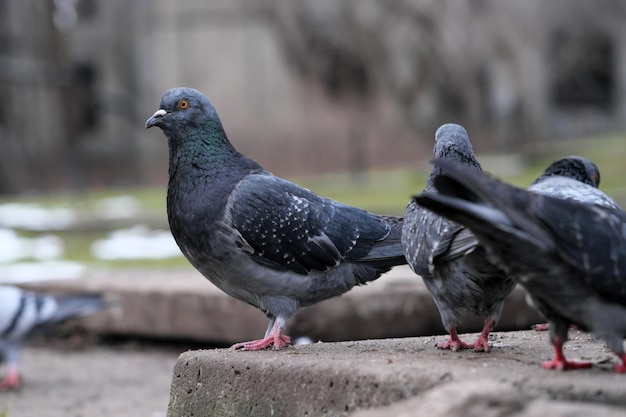 City pigeons closeup