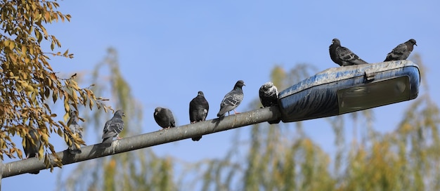 городские голуби сидят на фонарном столбе