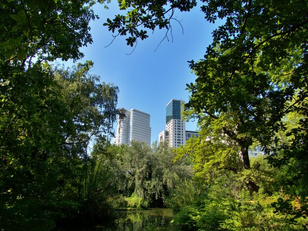 Foto l'orizzonte della città attraverso i baldacchini degli alberi