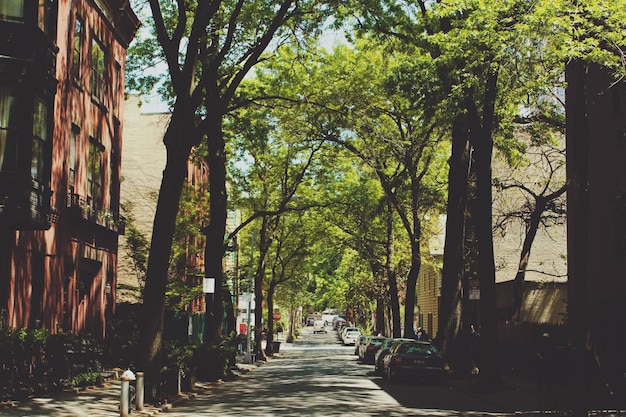 City street along trees