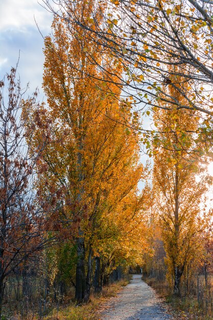 The city street footpath strewn with fallen yellow, orange and red leaves. Autumn landscape.