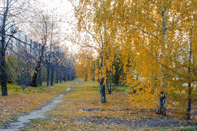 Тропинка городской улицы усыпана опавшими желтыми, оранжевыми и красными листьями. Осенний пейзаж.