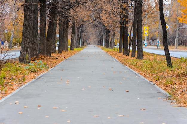 落ちた黄色、オレンジ、赤の葉が散らばる街の通りの小道。秋の風景。