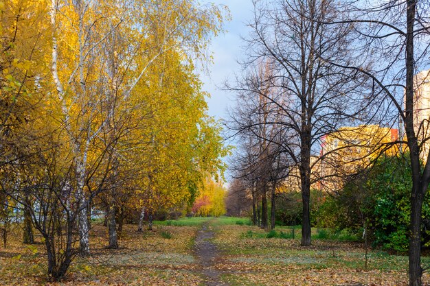 Тропинка городской улицы усыпана опавшими желтыми, оранжевыми и красными листьями. Осенний пейзаж.