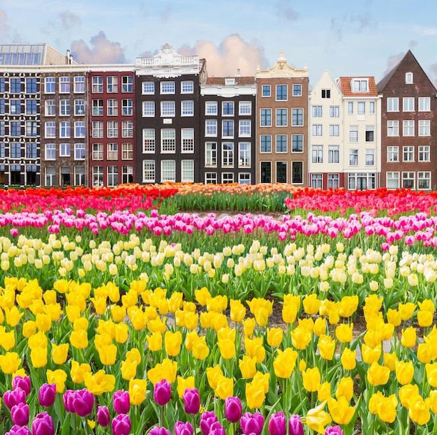 Cityscape of  Amsterdam with historical houses, Netherlands