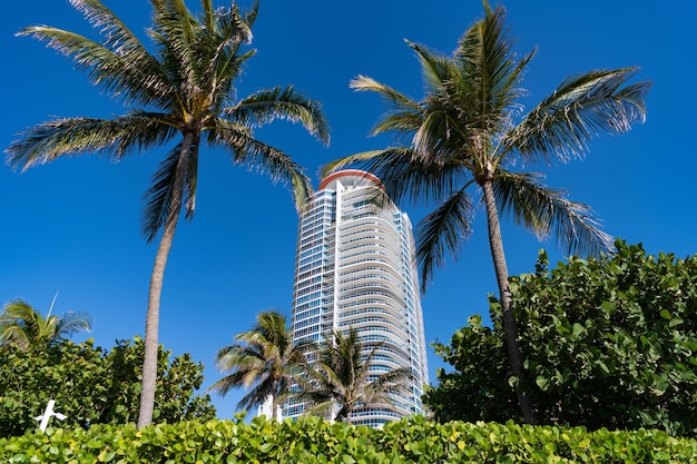 Cityscape with skyscraper and palms in tropical park on blue sky in south beach usa