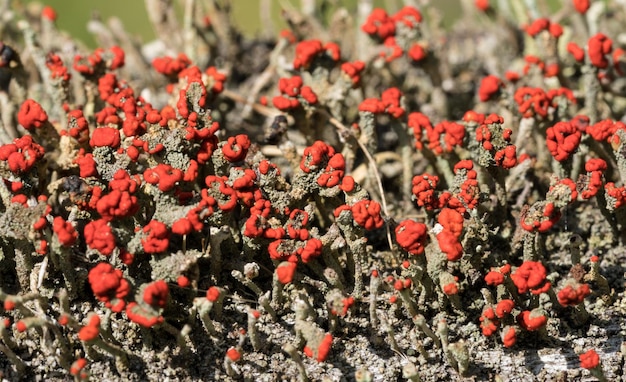 Photo cladonia cristatella or british soldiers lichen