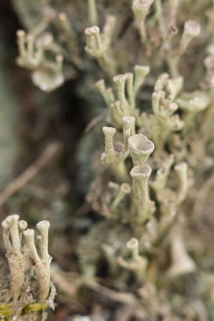 Photo cladonia fimbriata growing on a tree trunk