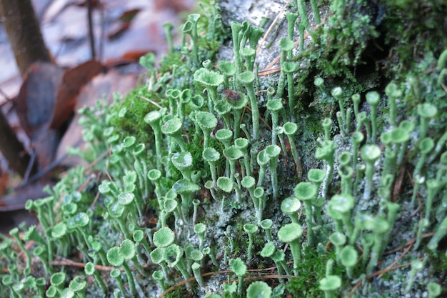 Cladonia fimbriata of het trompetbekerkorstmos