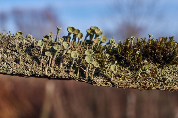 Photo cladonia lichen lat cladonia on rotting wood