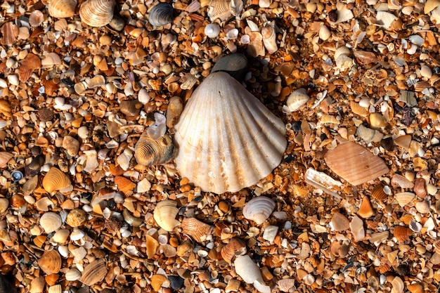 Clam shells on the beach as a background Top view