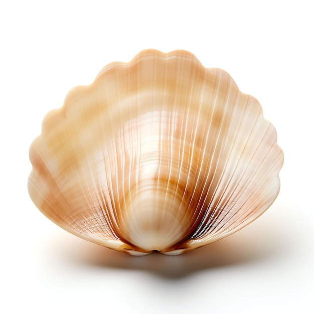 a clam studio light isolated on white background