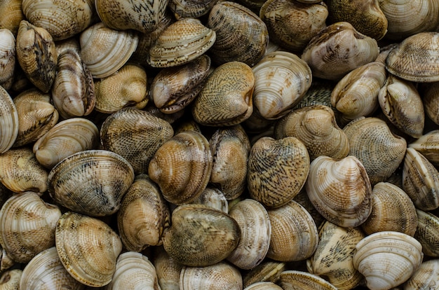 Vongole, molluschi o molluschi. vista dall'alto