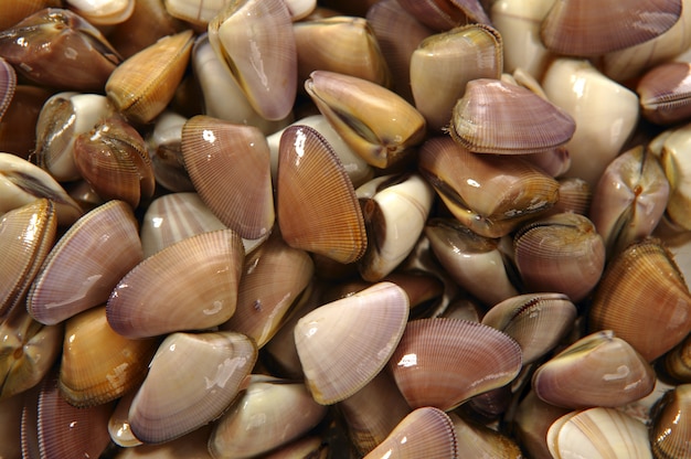 Clams, tellin seafood close up