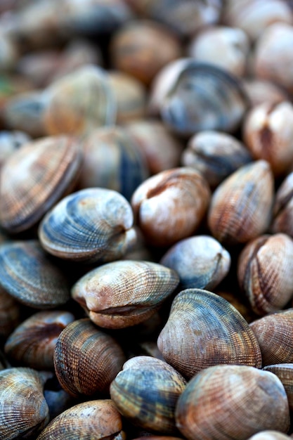 Clams