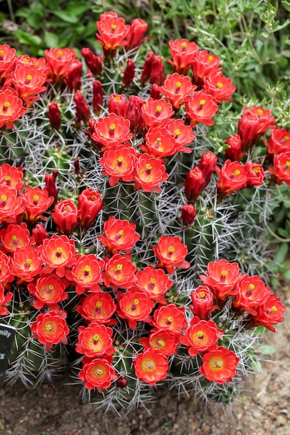 Claret-cup cactusbloemen
