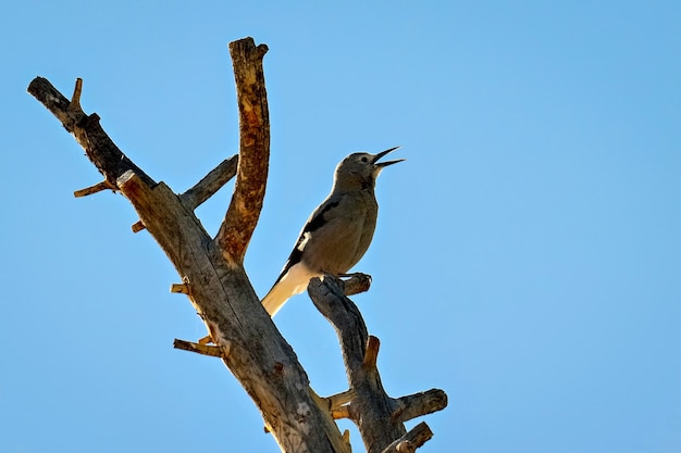 Clark's Nutcracker Singing